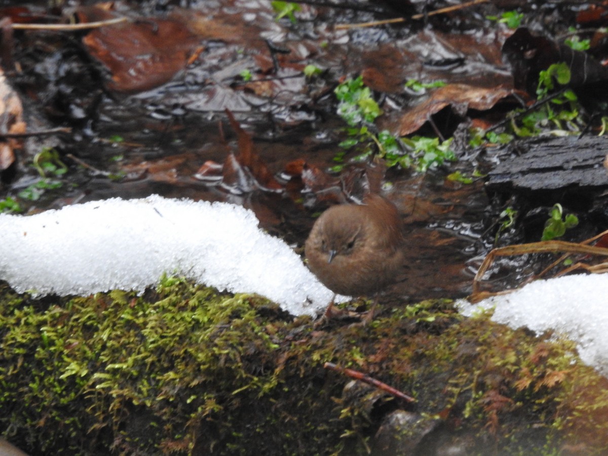 Winter Wren - ML629300544