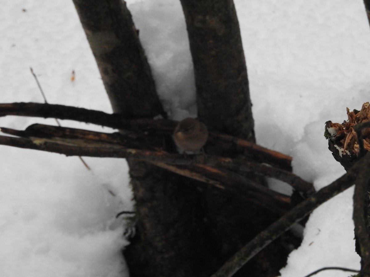 Winter Wren - ML629300545
