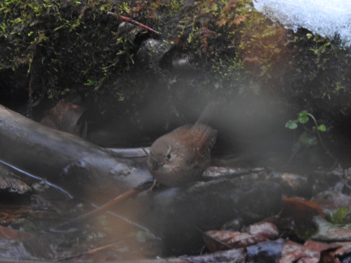 Winter Wren - ML629300548