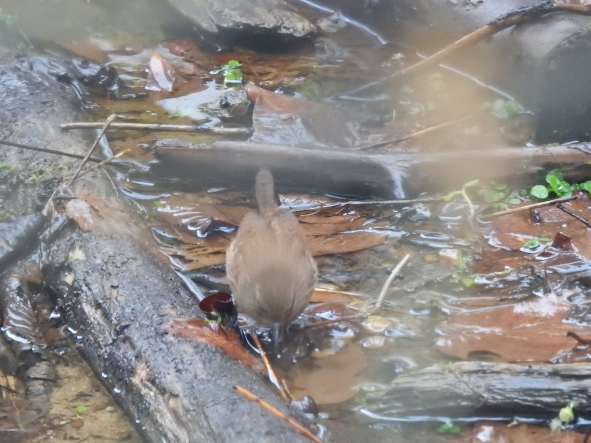 Winter Wren - ML629300549