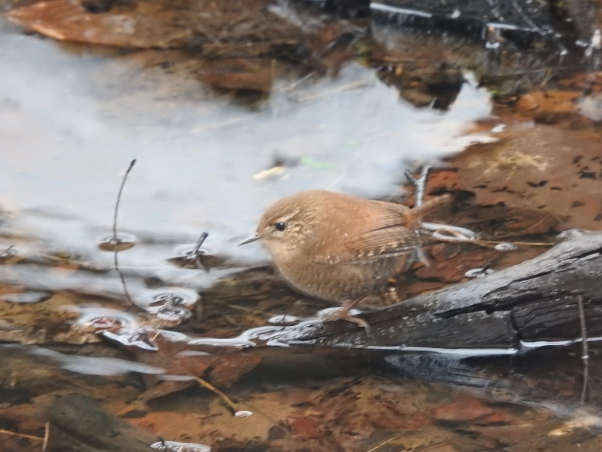 Winter Wren - ML629300550