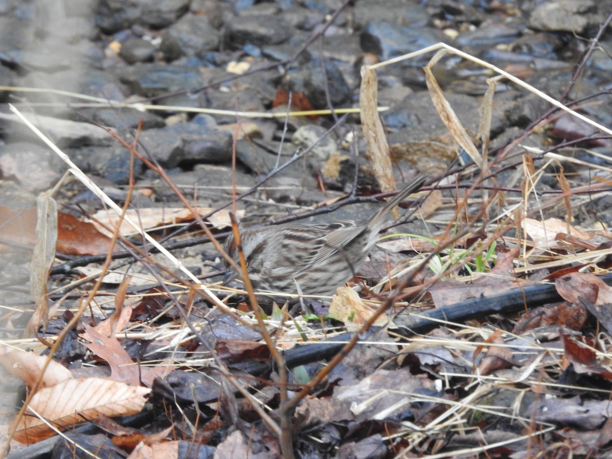 Song Sparrow - ML629300564