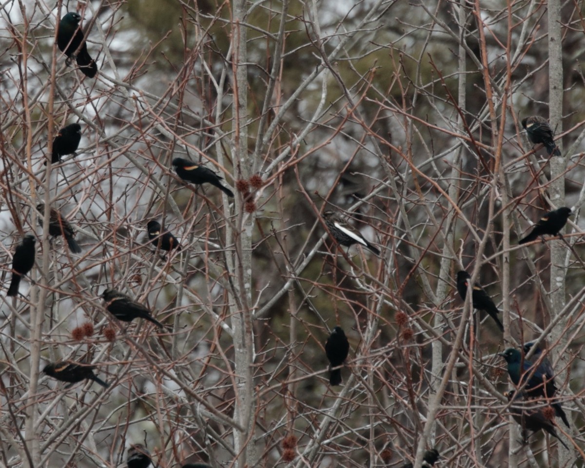 Red-winged Blackbird (Red-winged) - ML629300586