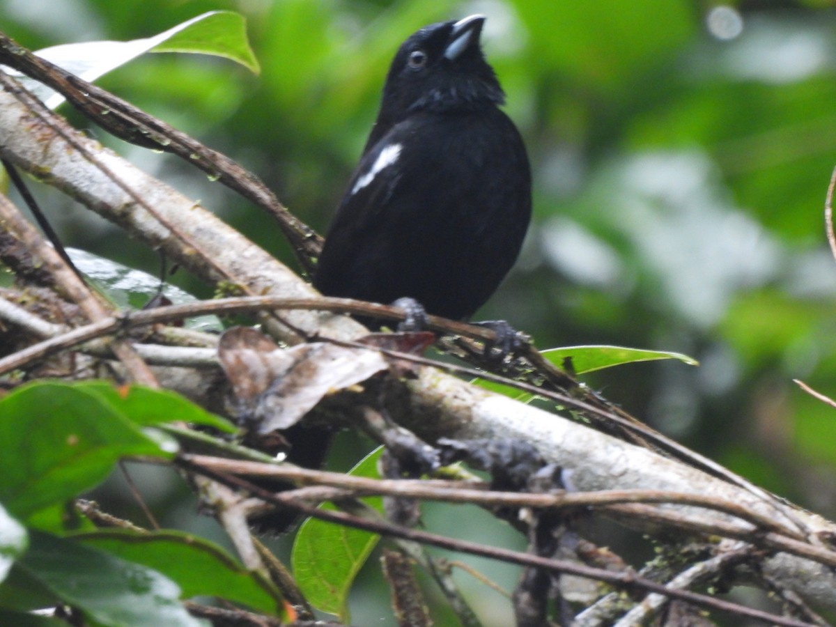 White-shouldered Tanager - ML629300593
