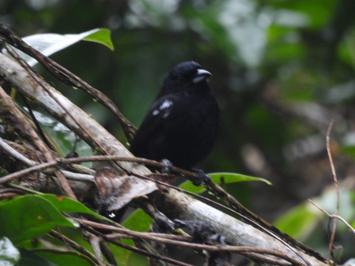 White-shouldered Tanager - ML629300594