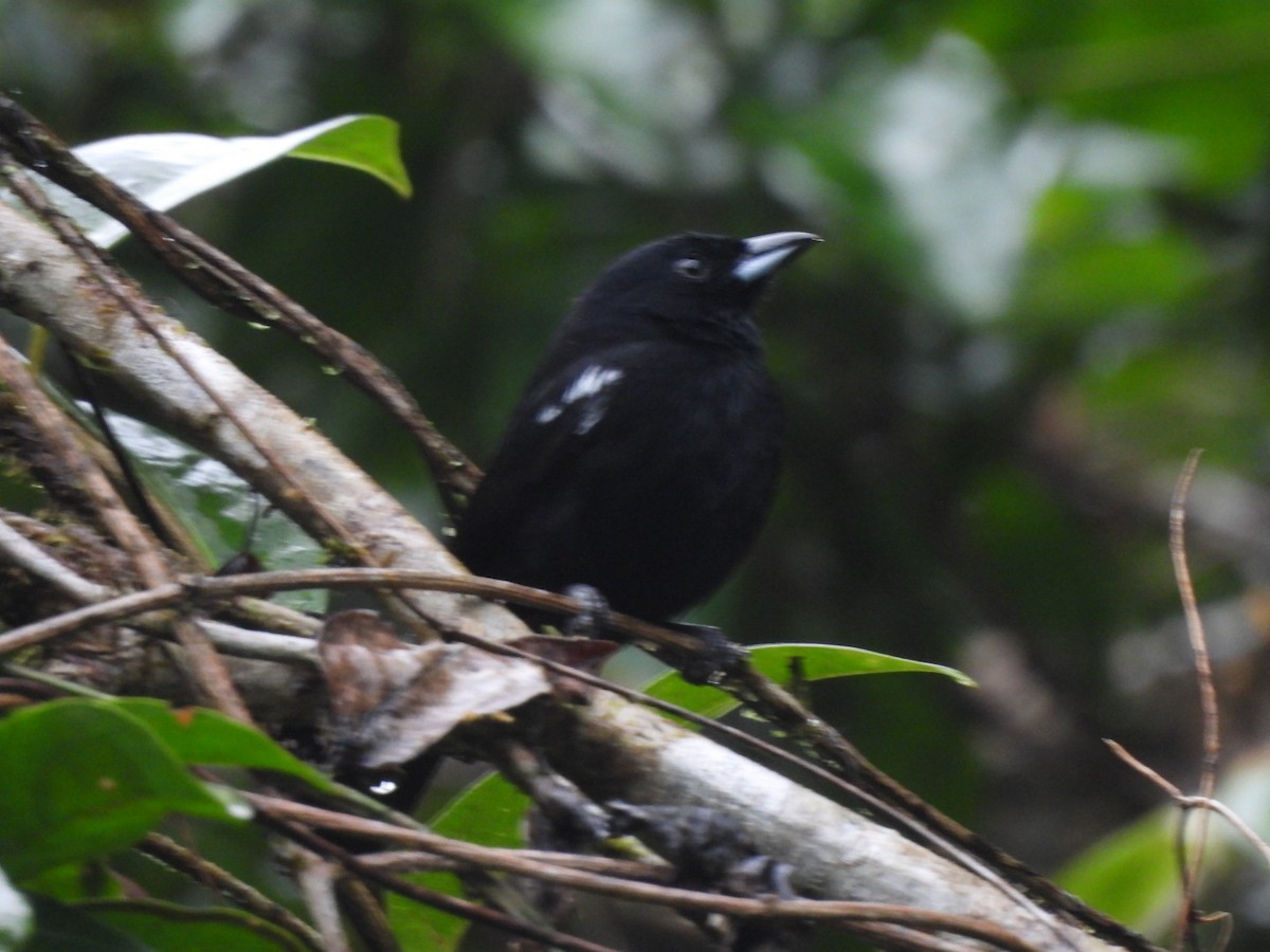 White-shouldered Tanager - ML629300598