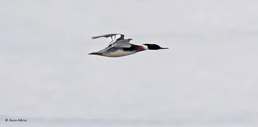 Red-breasted Merganser - ML629300809