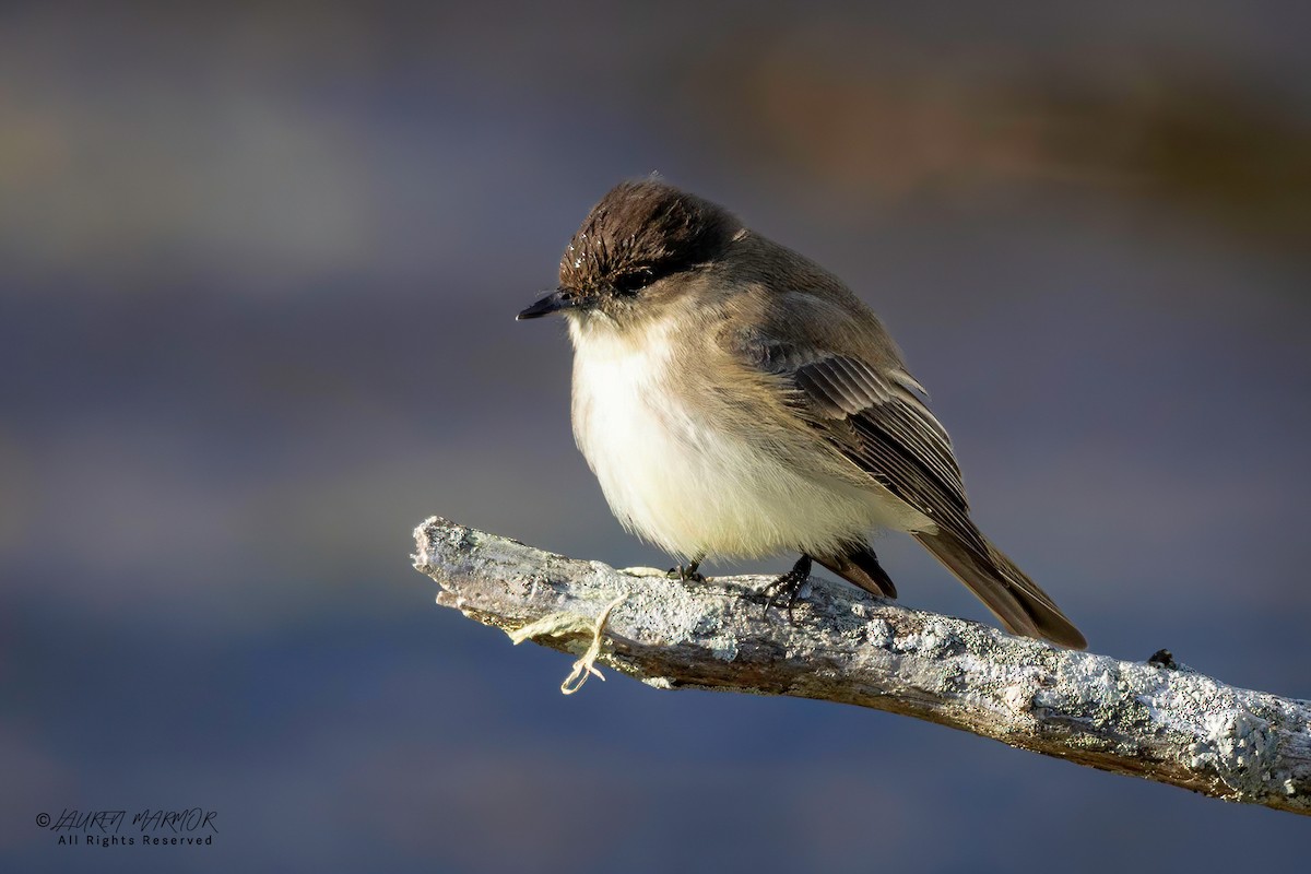 Eastern Phoebe - ML629300910