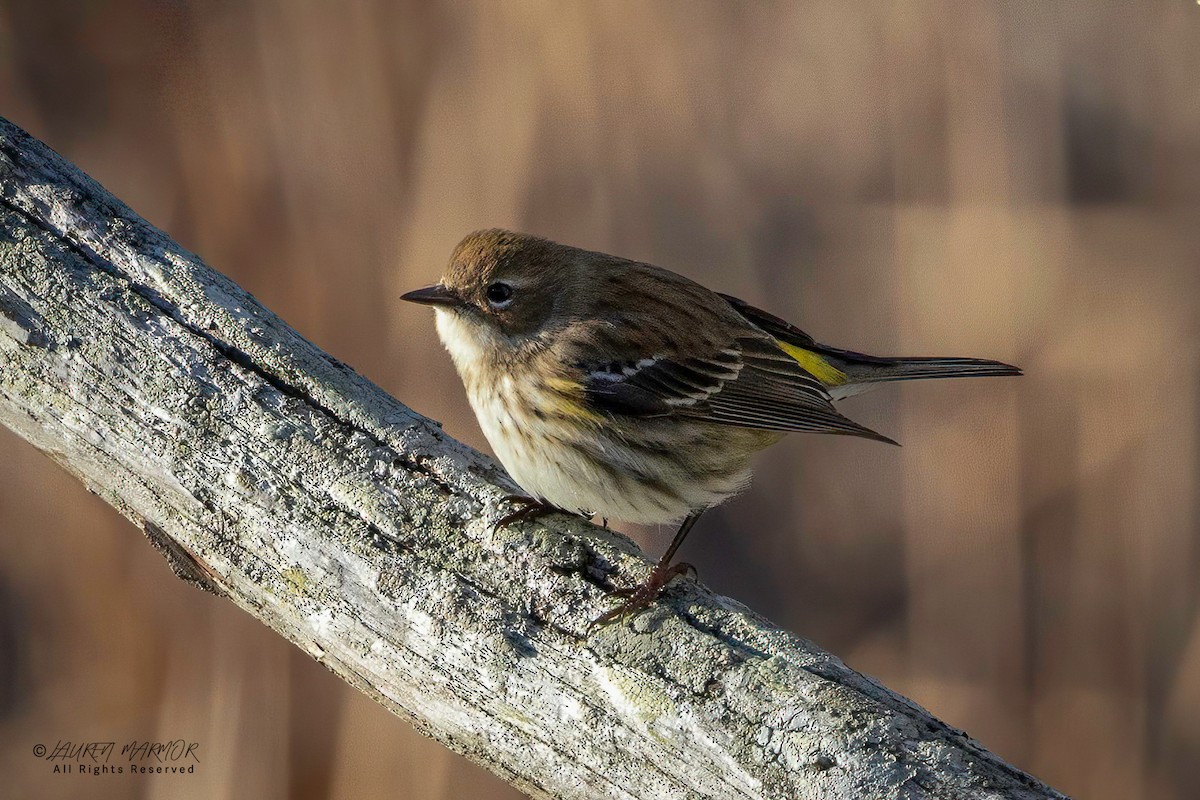 Yellow-rumped Warbler - ML629300927