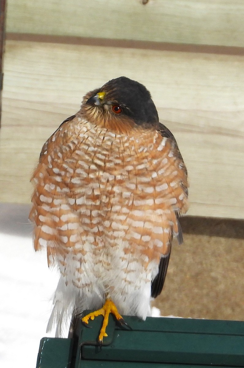 Sharp-shinned Hawk - ML629300940