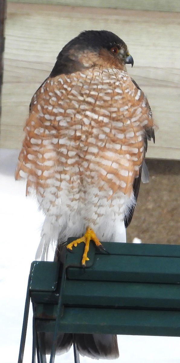 Sharp-shinned Hawk - ML629300941
