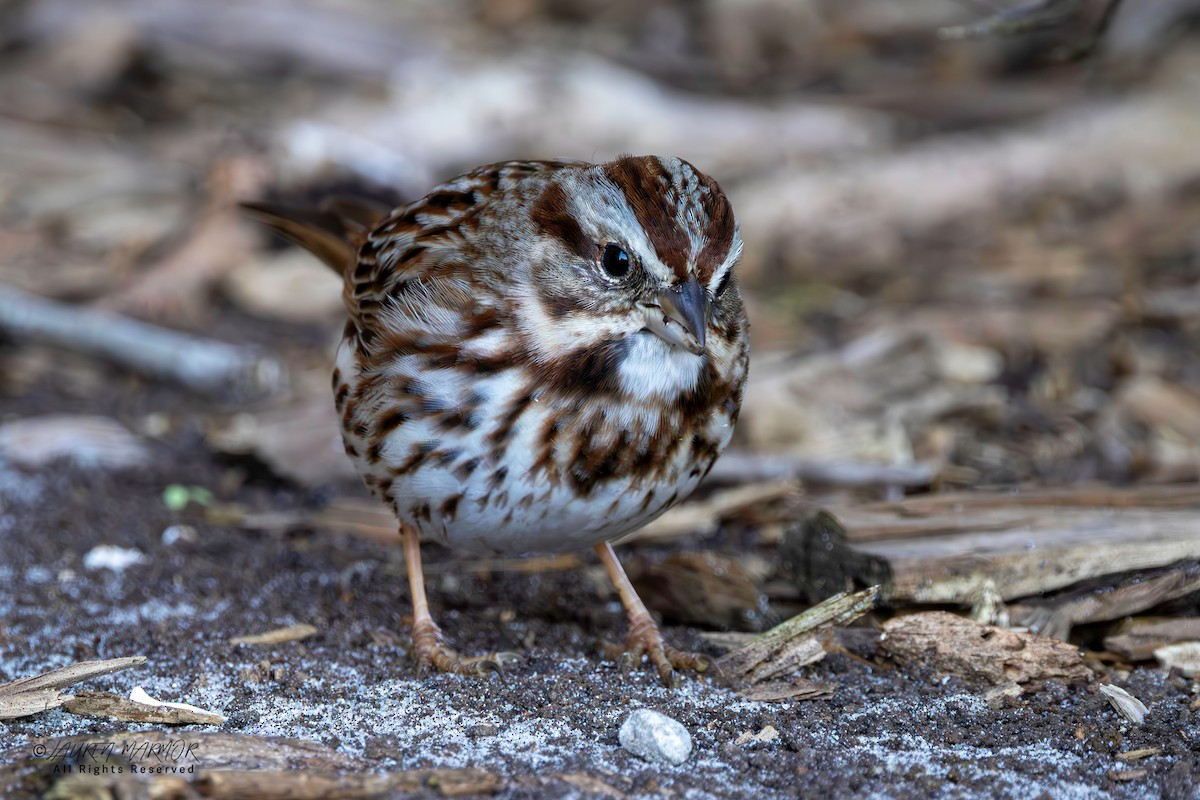 Song Sparrow - ML629300980