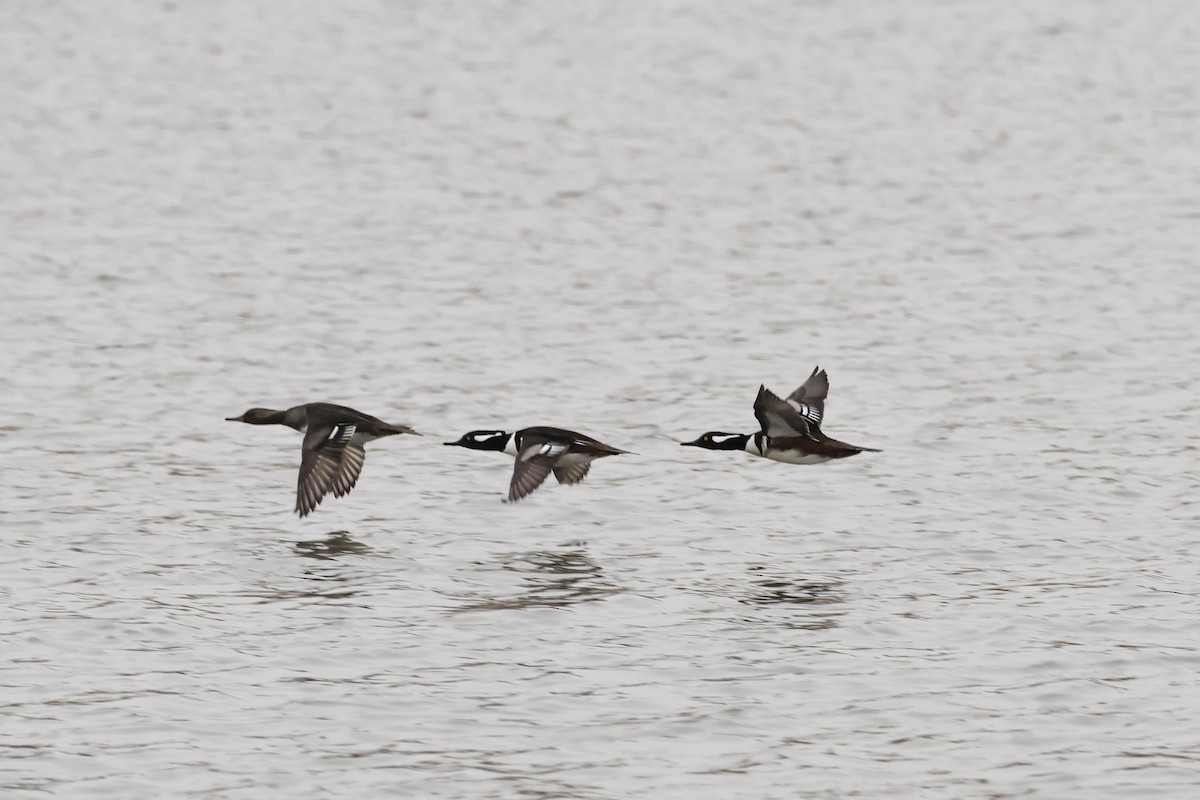 Hooded Merganser - ML629300982