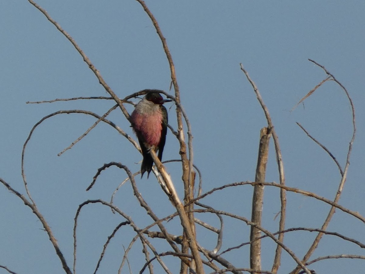 Lewis's Woodpecker - ML629301613