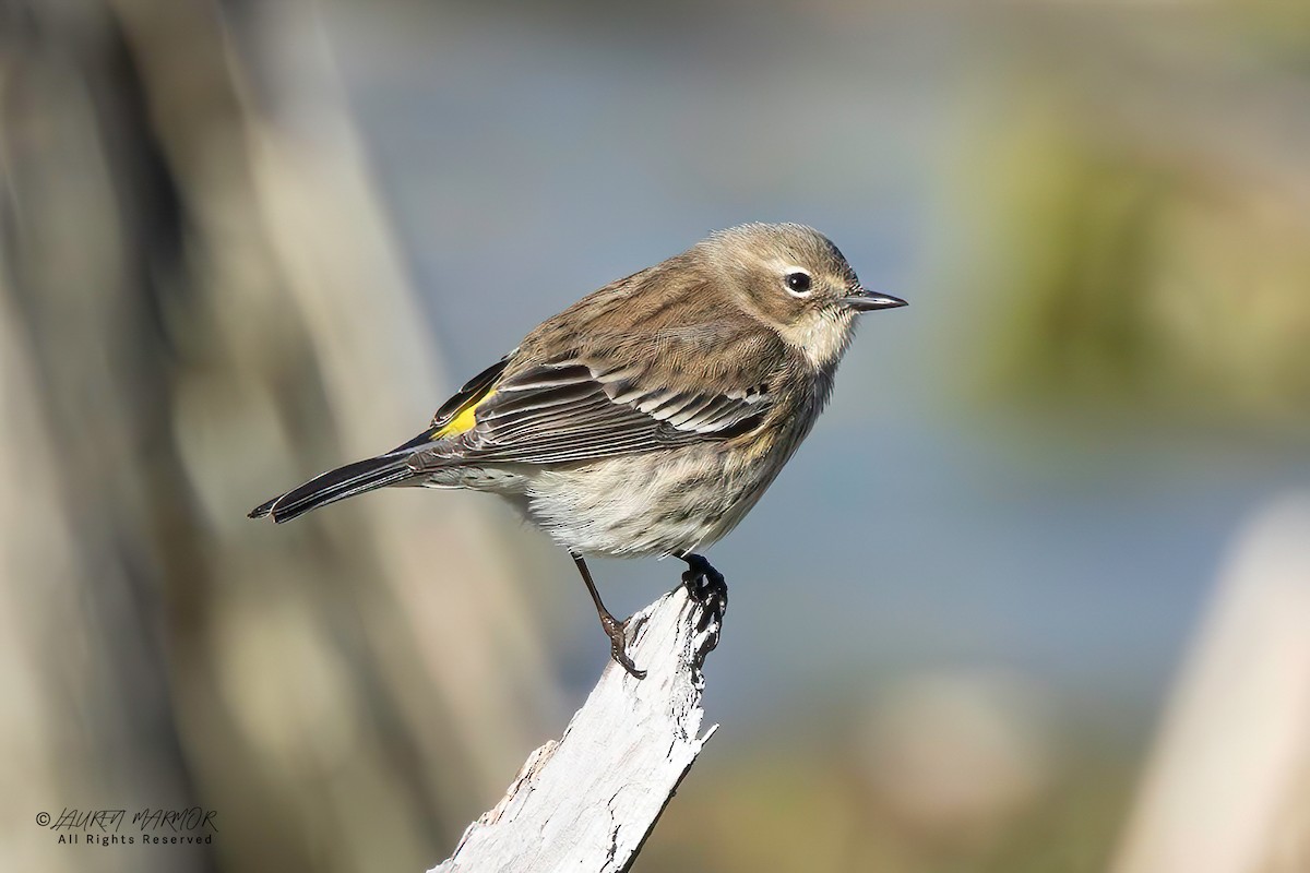 Yellow-rumped Warbler - ML629301655