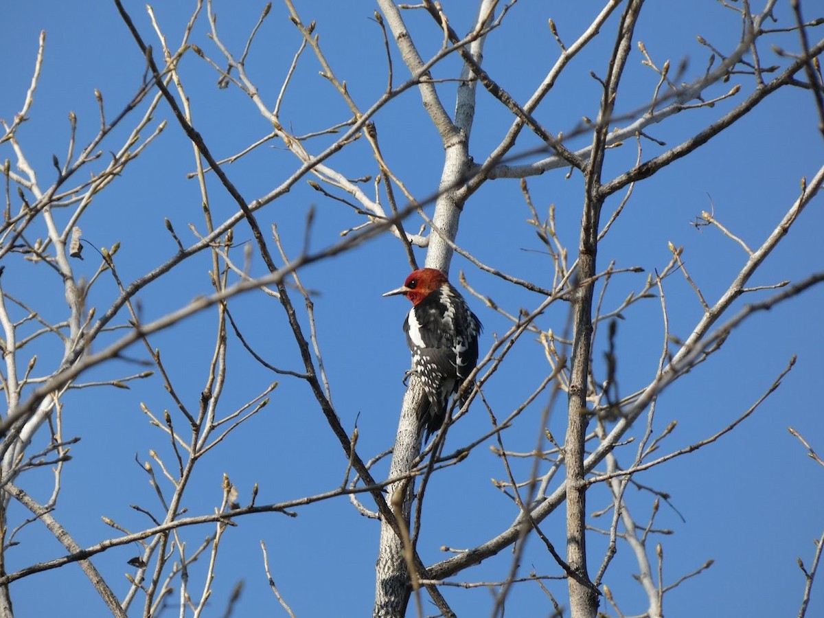 Red-breasted Sapsucker - ML629301746
