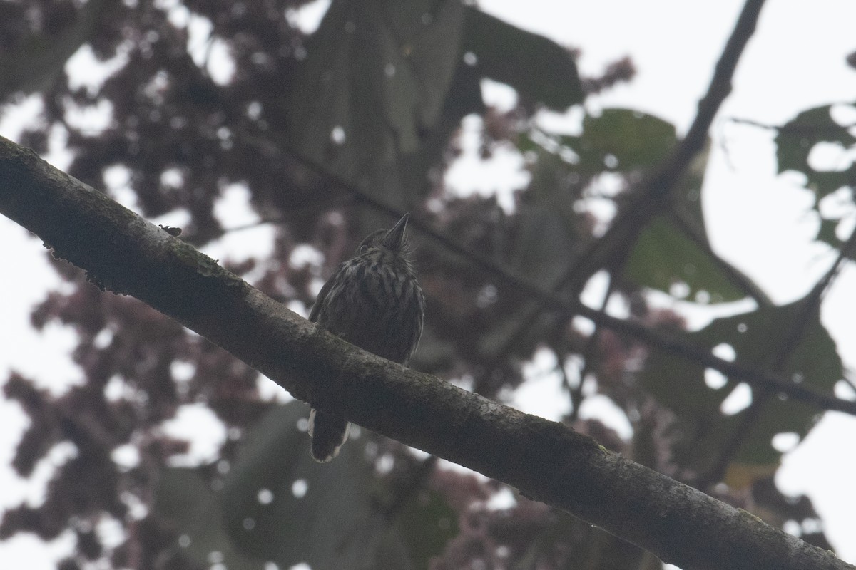Lanceolated Monklet - ML629301824