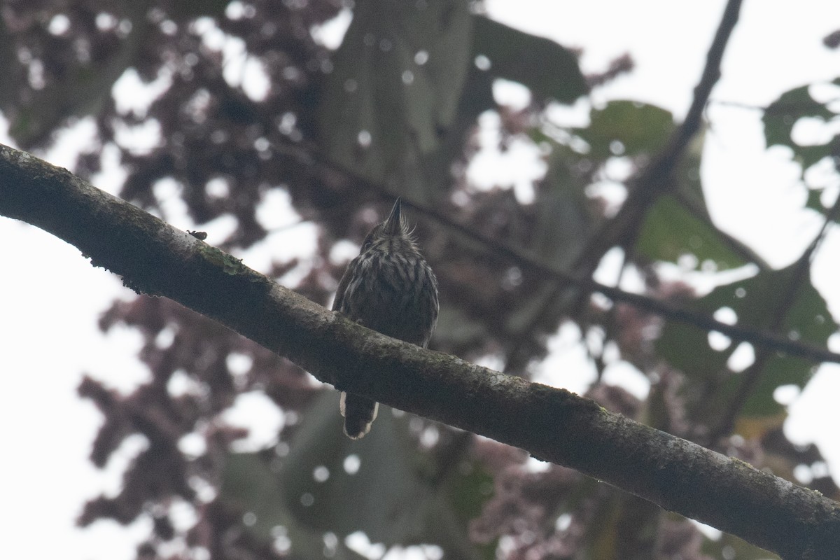 Lanceolated Monklet - ML629301825