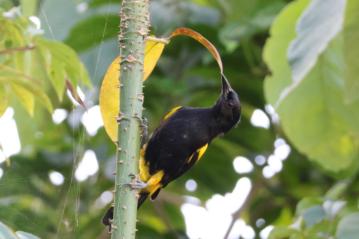 Puerto Rican Oriole - ML629301830