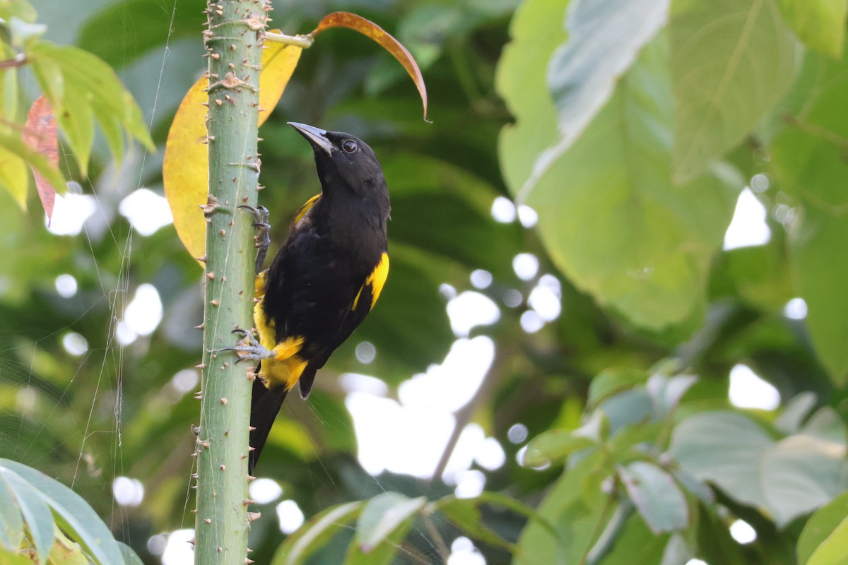 Puerto Rican Oriole - ML629301844