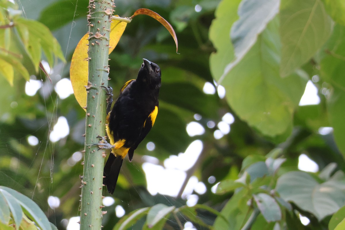 Puerto Rican Oriole - ML629301845