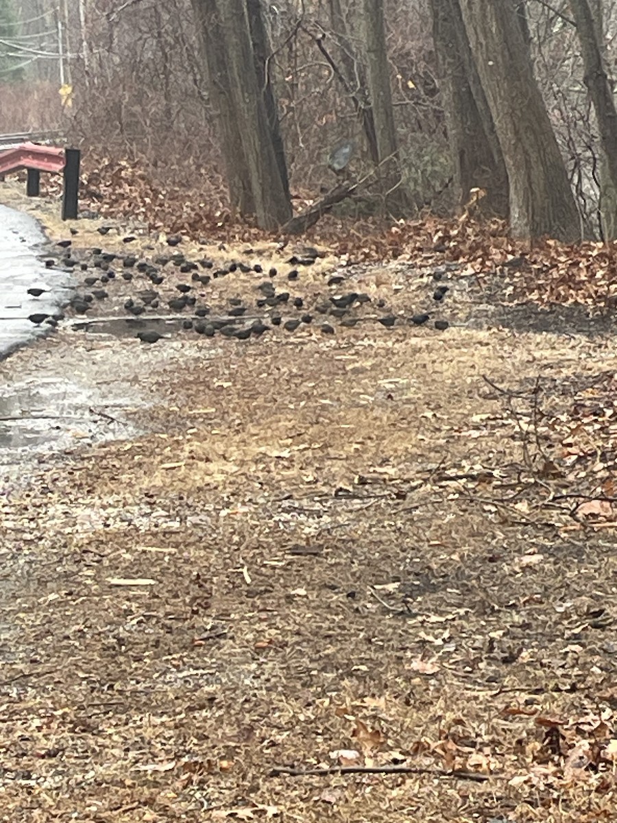 Rusty Blackbird - ML629301852