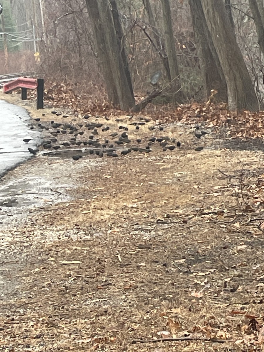 Rusty Blackbird - ML629301853