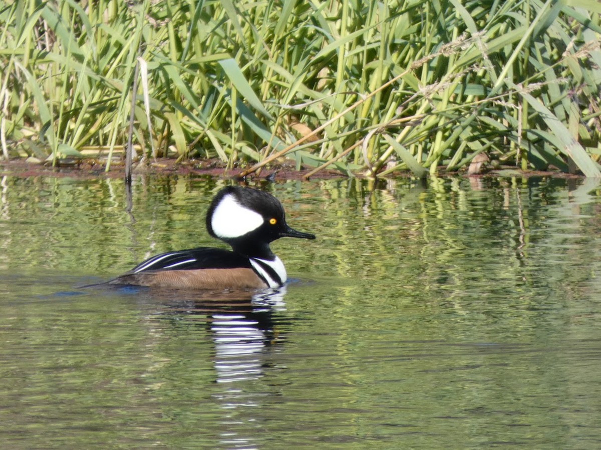 Hooded Merganser - ML629301856