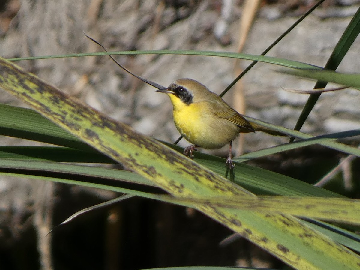 Common Yellowthroat - ML629301887