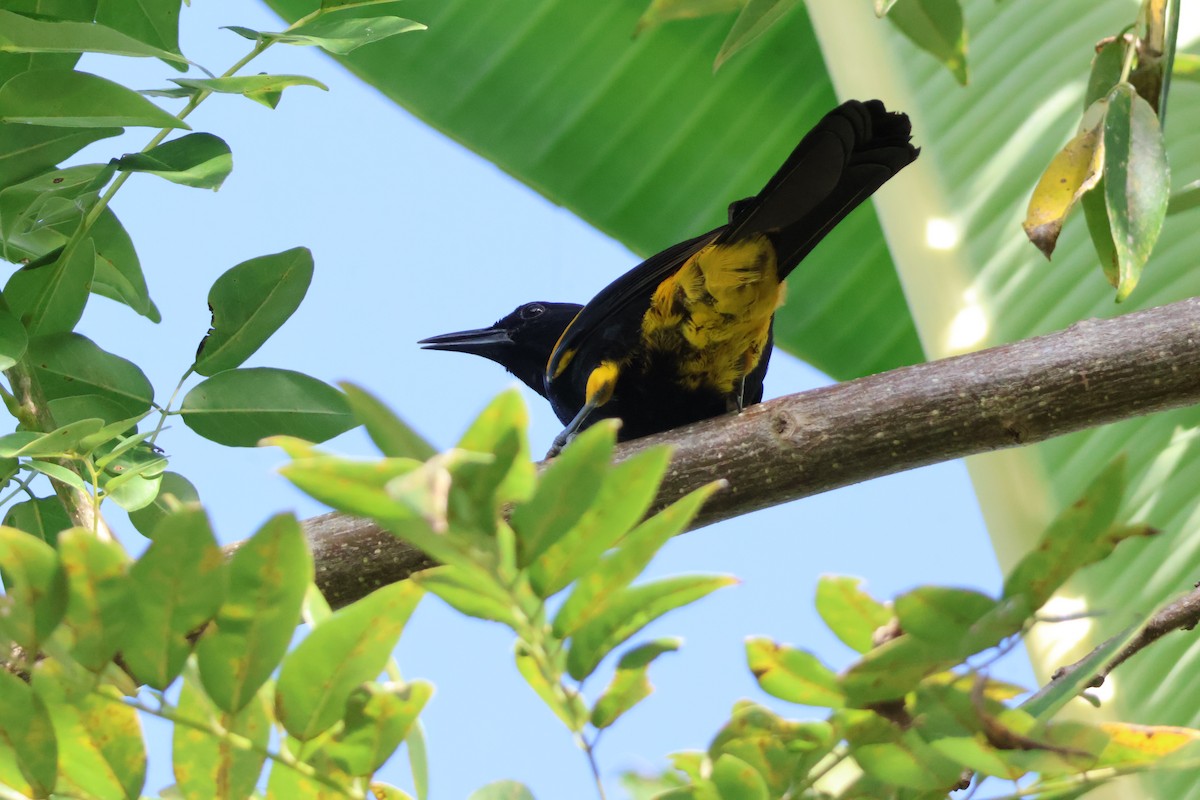 Puerto Rican Oriole - ML629301902