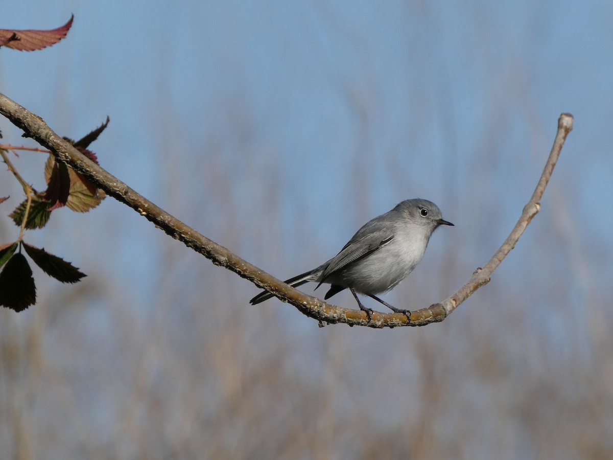 Blue-gray Gnatcatcher - ML629301919