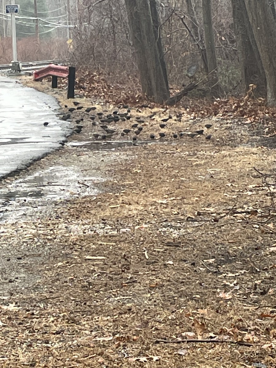 Rusty Blackbird - ML629301960