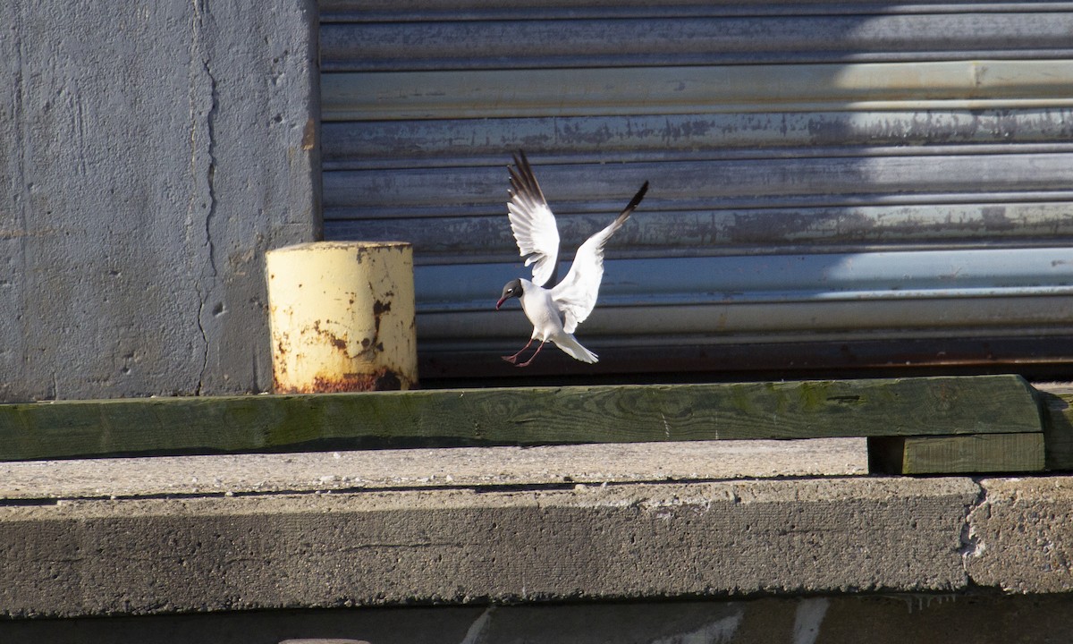 Mouette atricille - ML629302383