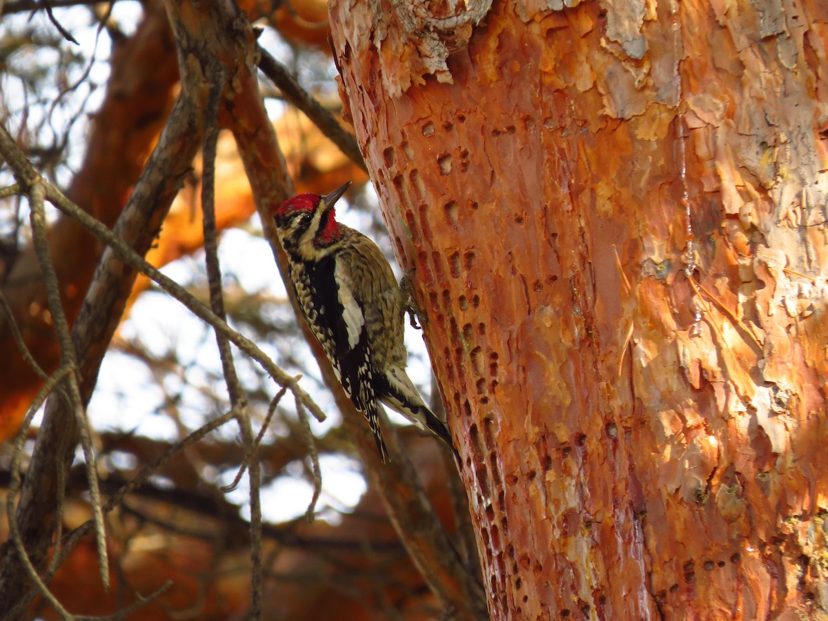 Yellow-bellied Sapsucker - ML629302396