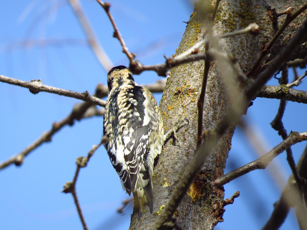 Yellow-bellied Sapsucker - ML629302397