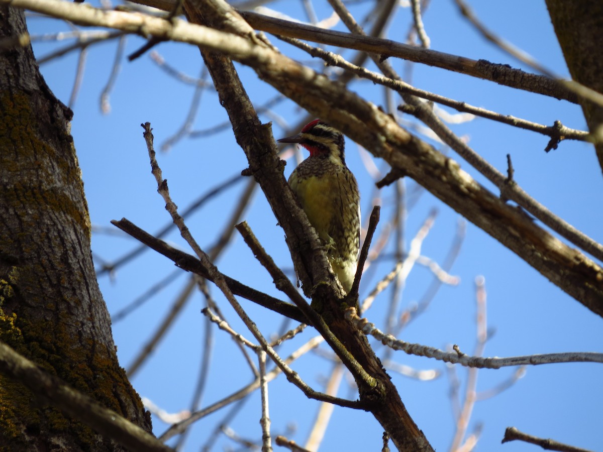 Yellow-bellied Sapsucker - ML629302402