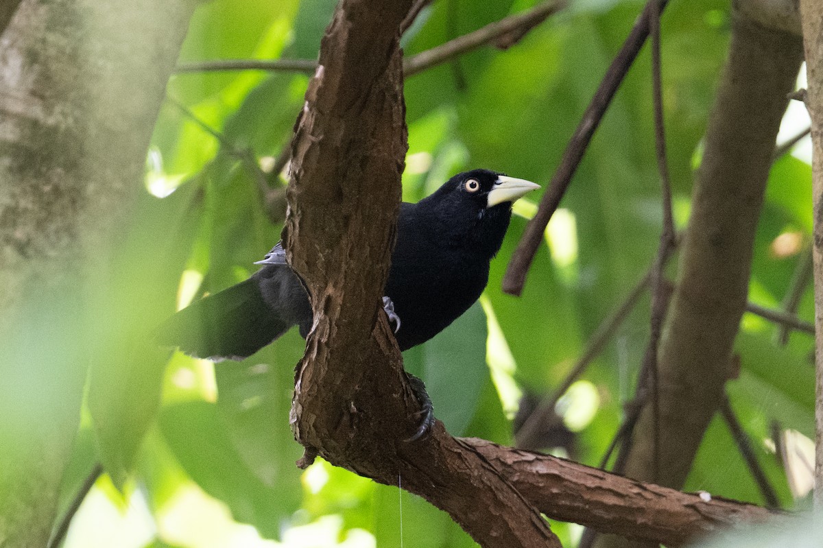 Yellow-billed Cacique - ML629302501