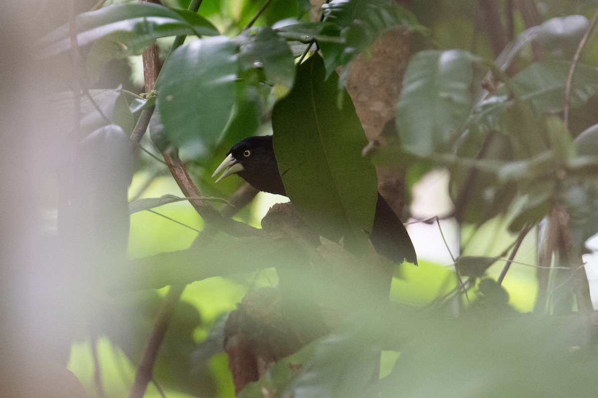 Yellow-billed Cacique - ML629302503