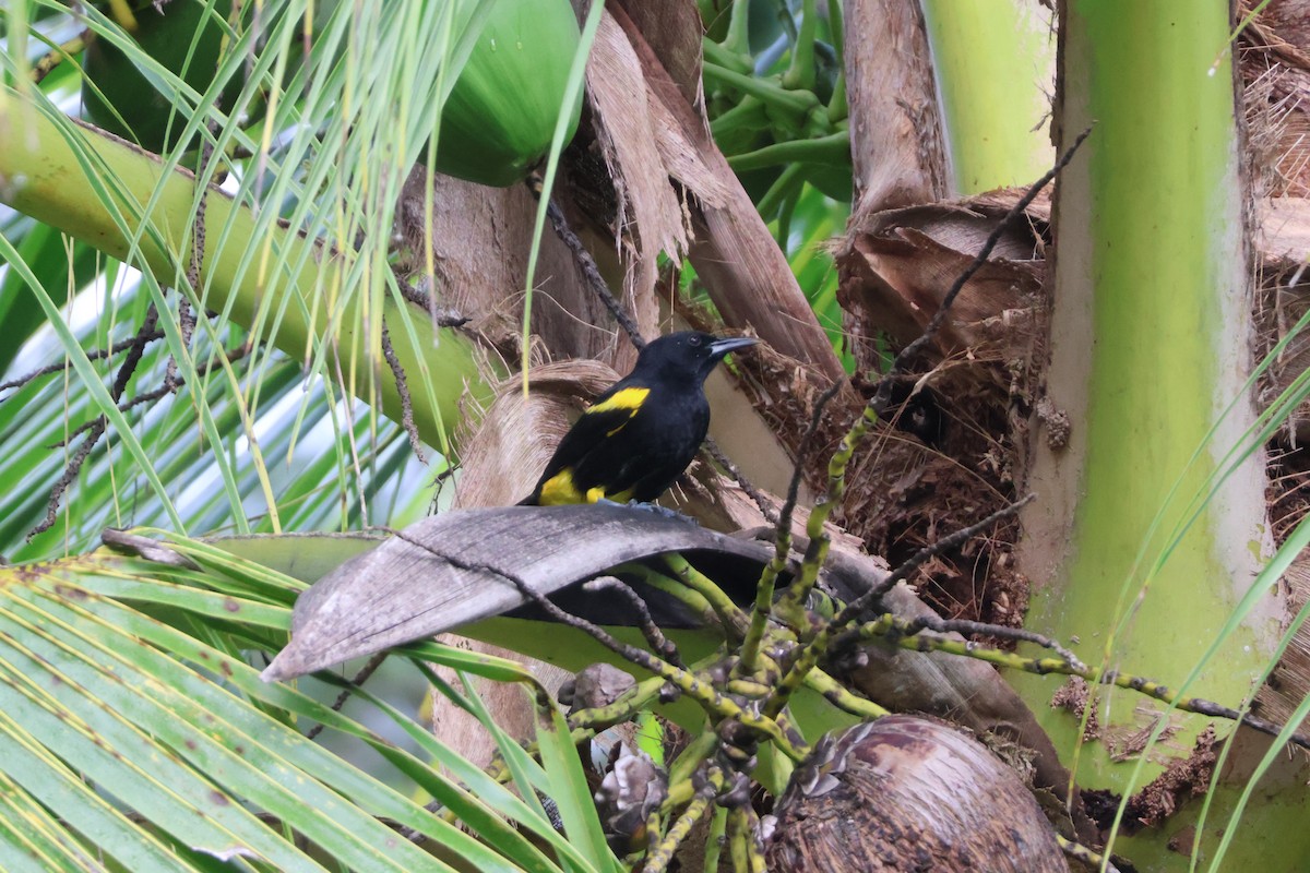 Puerto Rican Oriole - ML629302562