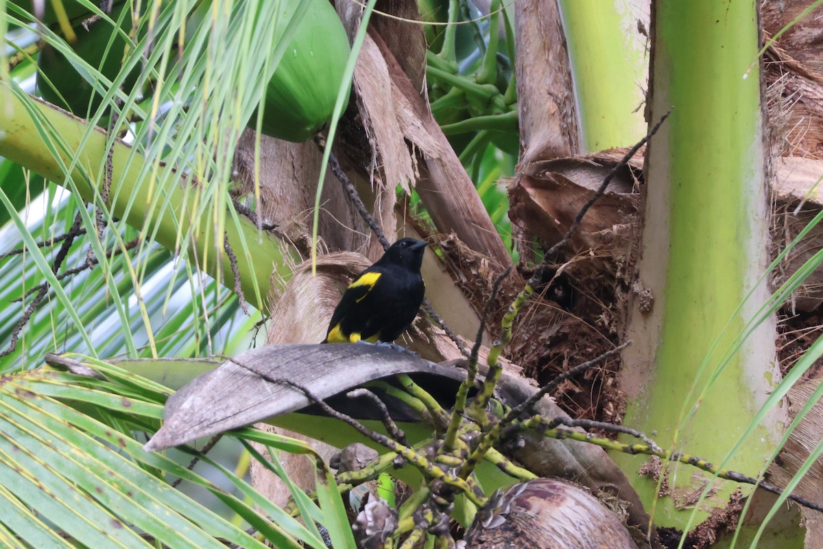 Puerto Rican Oriole - ML629302563