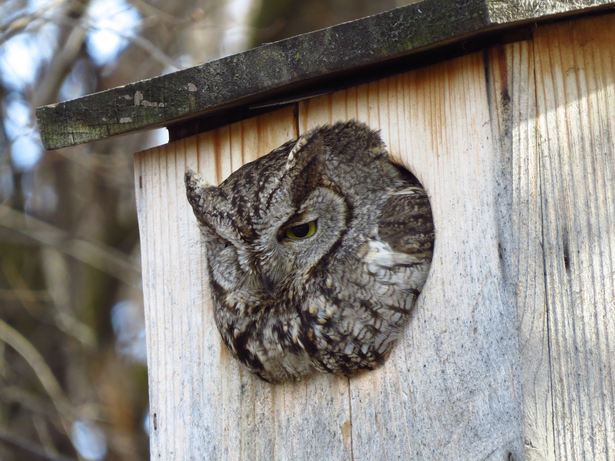 Western Screech-Owl - ML629302846