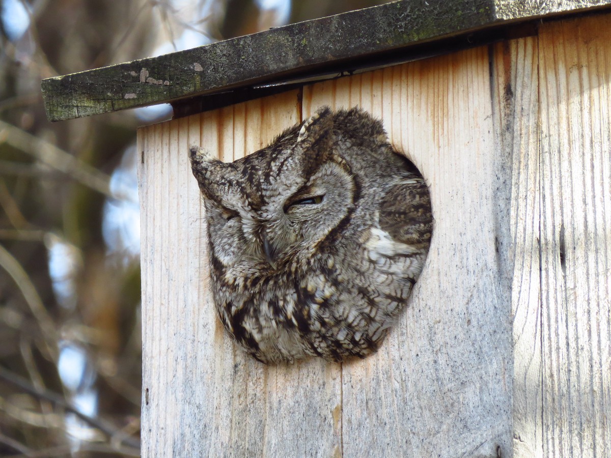 Western Screech-Owl - ML629302849