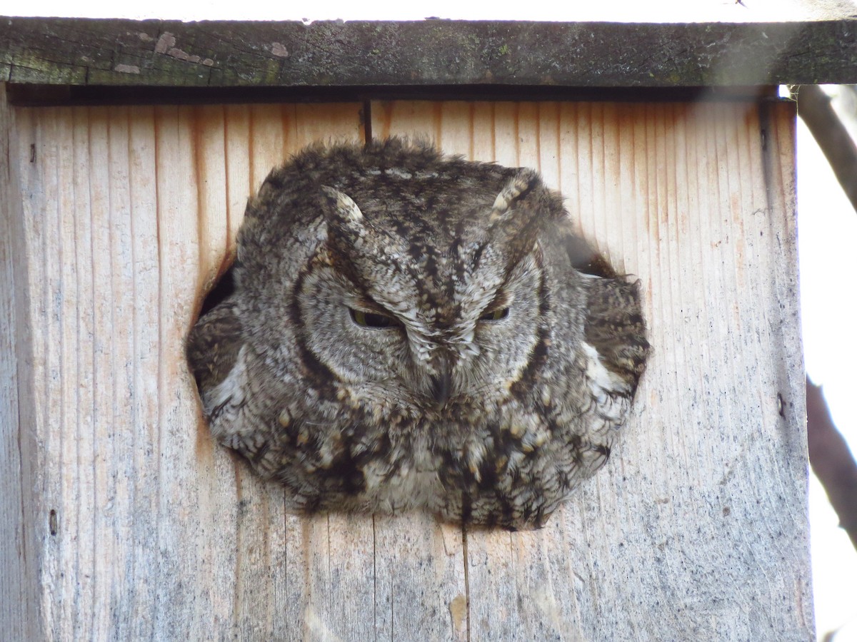 Western Screech-Owl - ML629302854