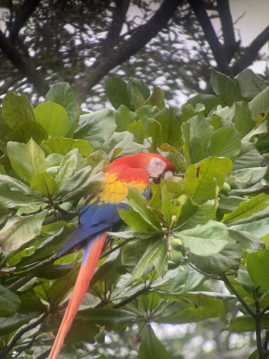 Scarlet Macaw - ML629302992
