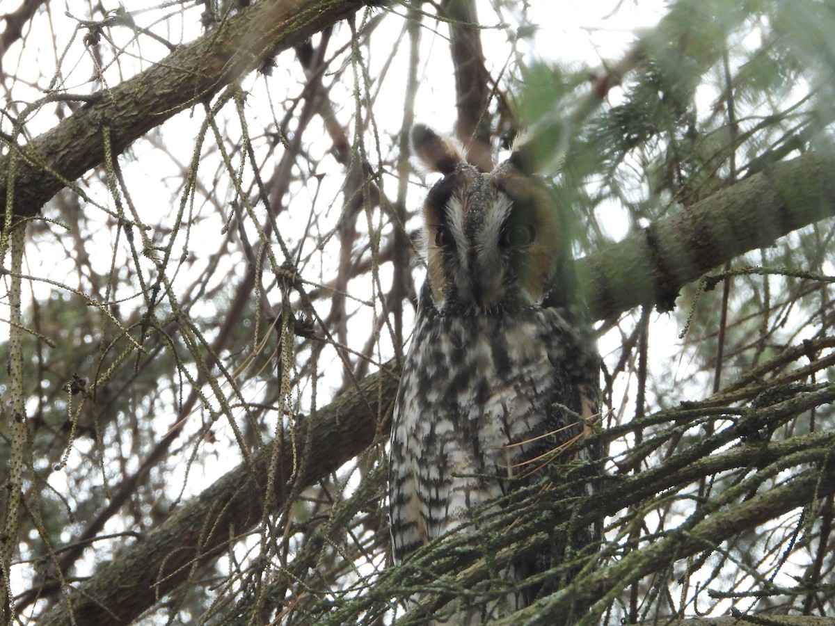 kalous ušatý - ML629303272