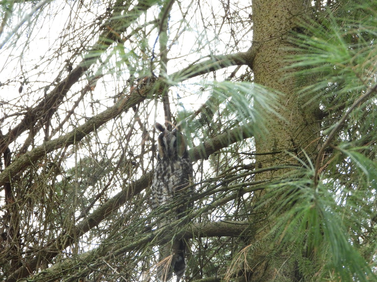 kalous ušatý - ML629303274