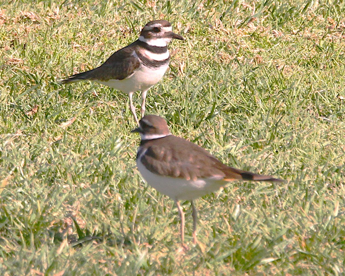 Killdeer - ML629303449