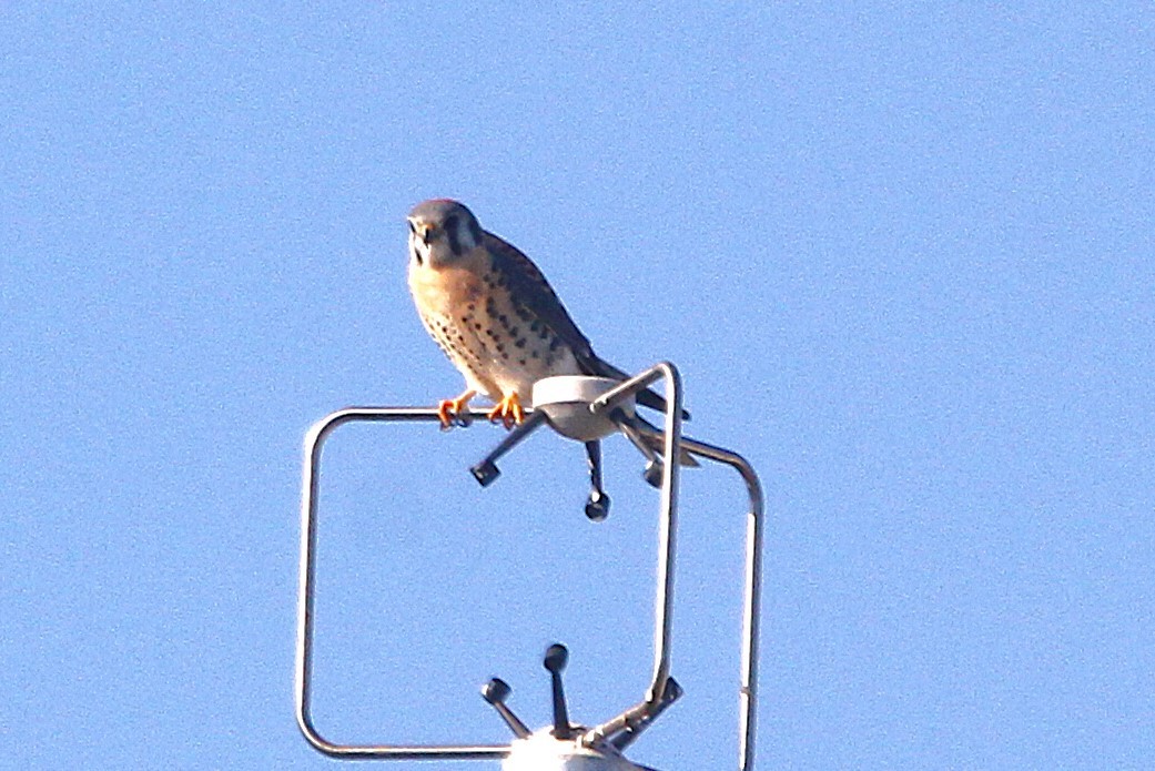 American Kestrel - ML629303454