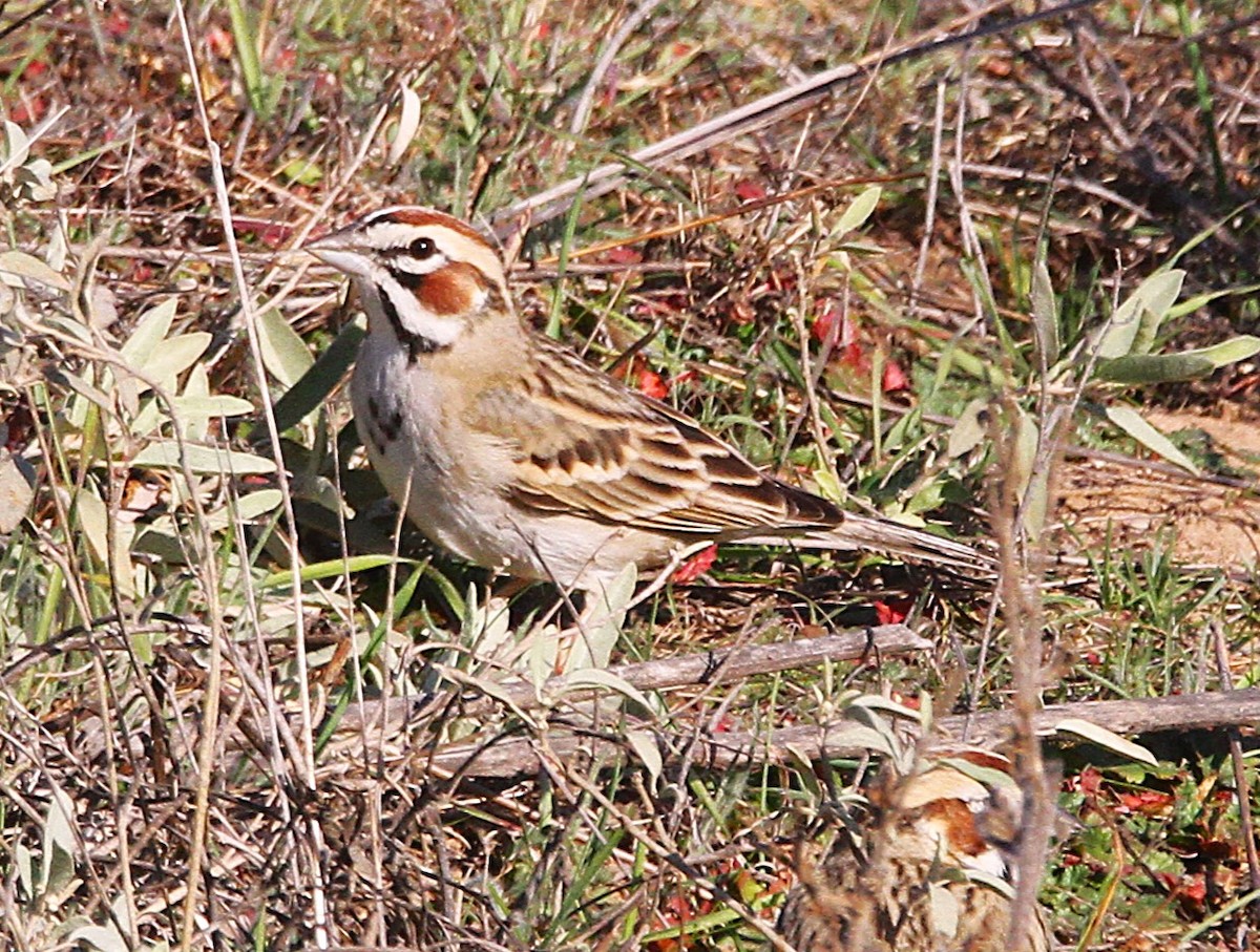 Lark Sparrow - ML629303466