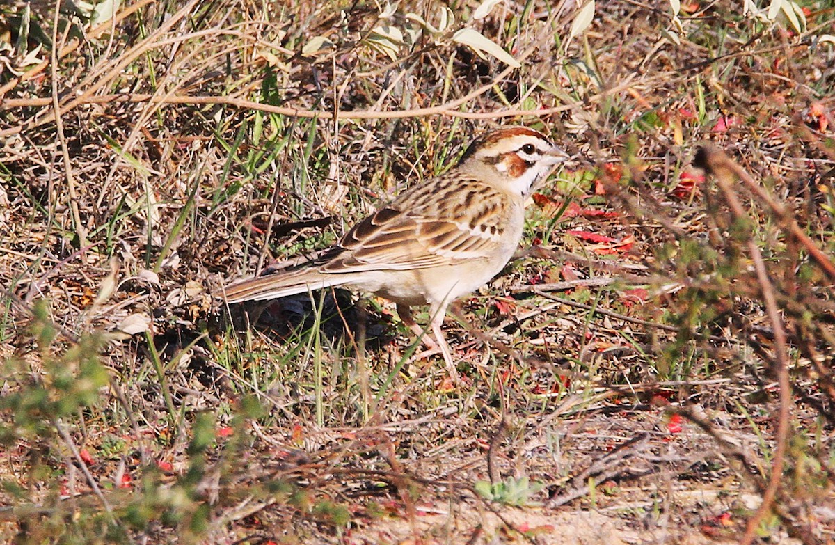 Lark Sparrow - ML629303470